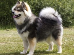 chien_finnois_de_laponie_20211130_1062305128